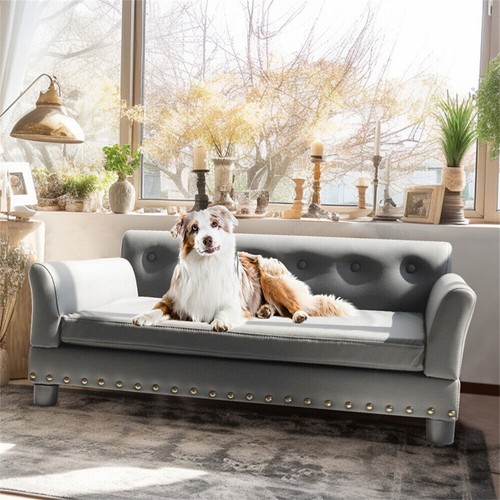 Large elevated dog - elevated, sofa
