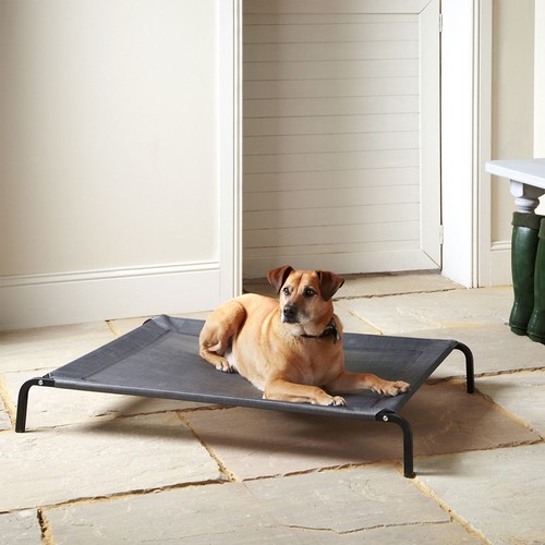 Bunty raised dog bed - dog,